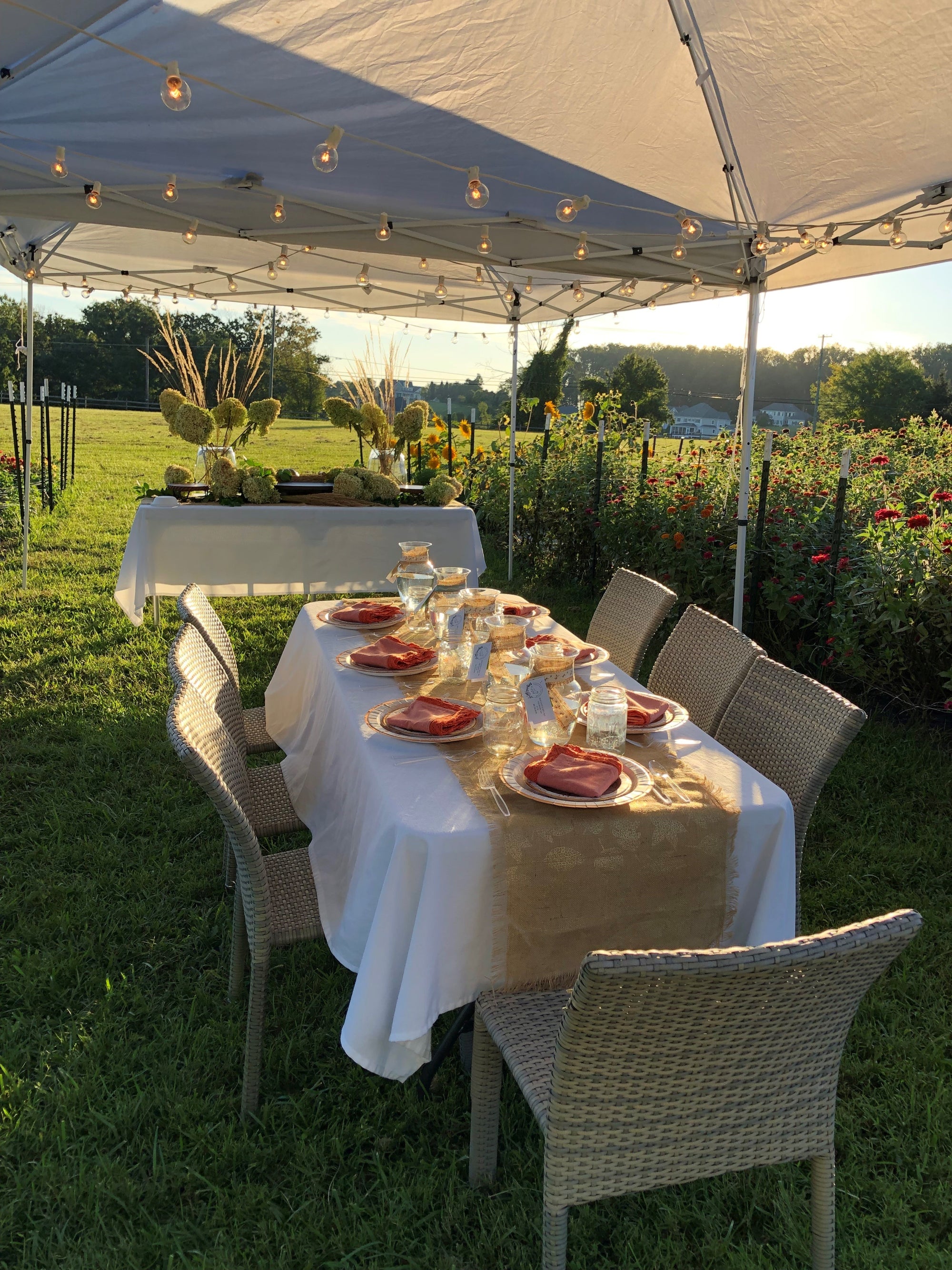 Dinner in the Dahlias