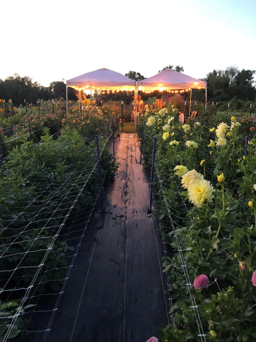 Dinner in the Dahlias